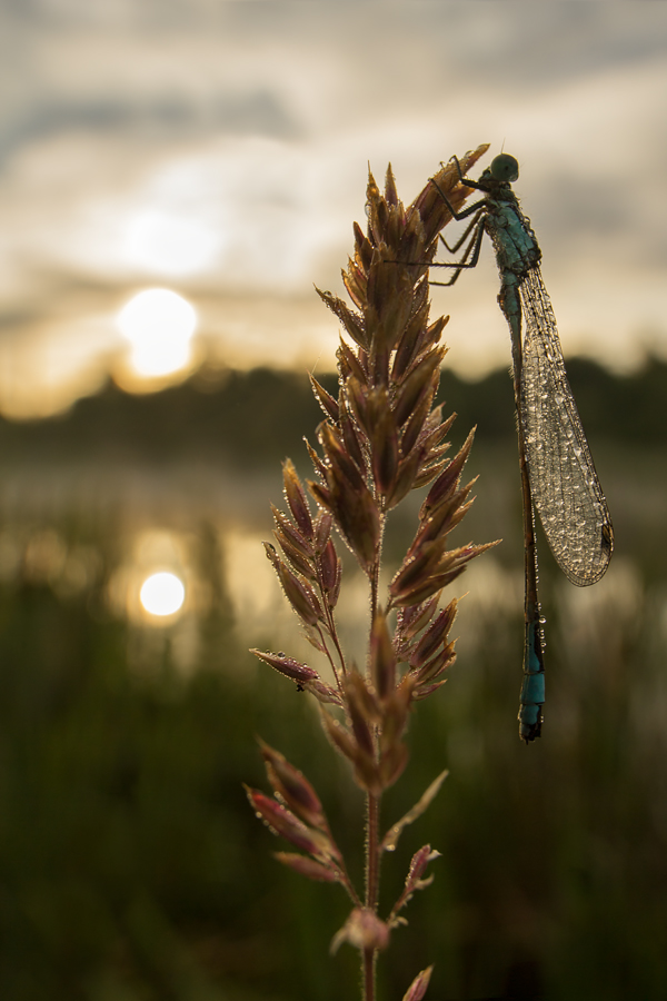 Blue-Tailed Damselfly wideangle